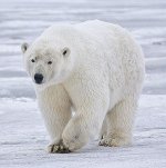 300px-Polar_Bear_-_Alaska_(cropped).jpg