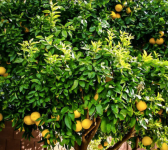 Lemon Tree.png